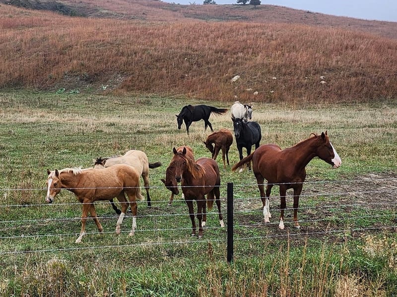 Horseback Riding