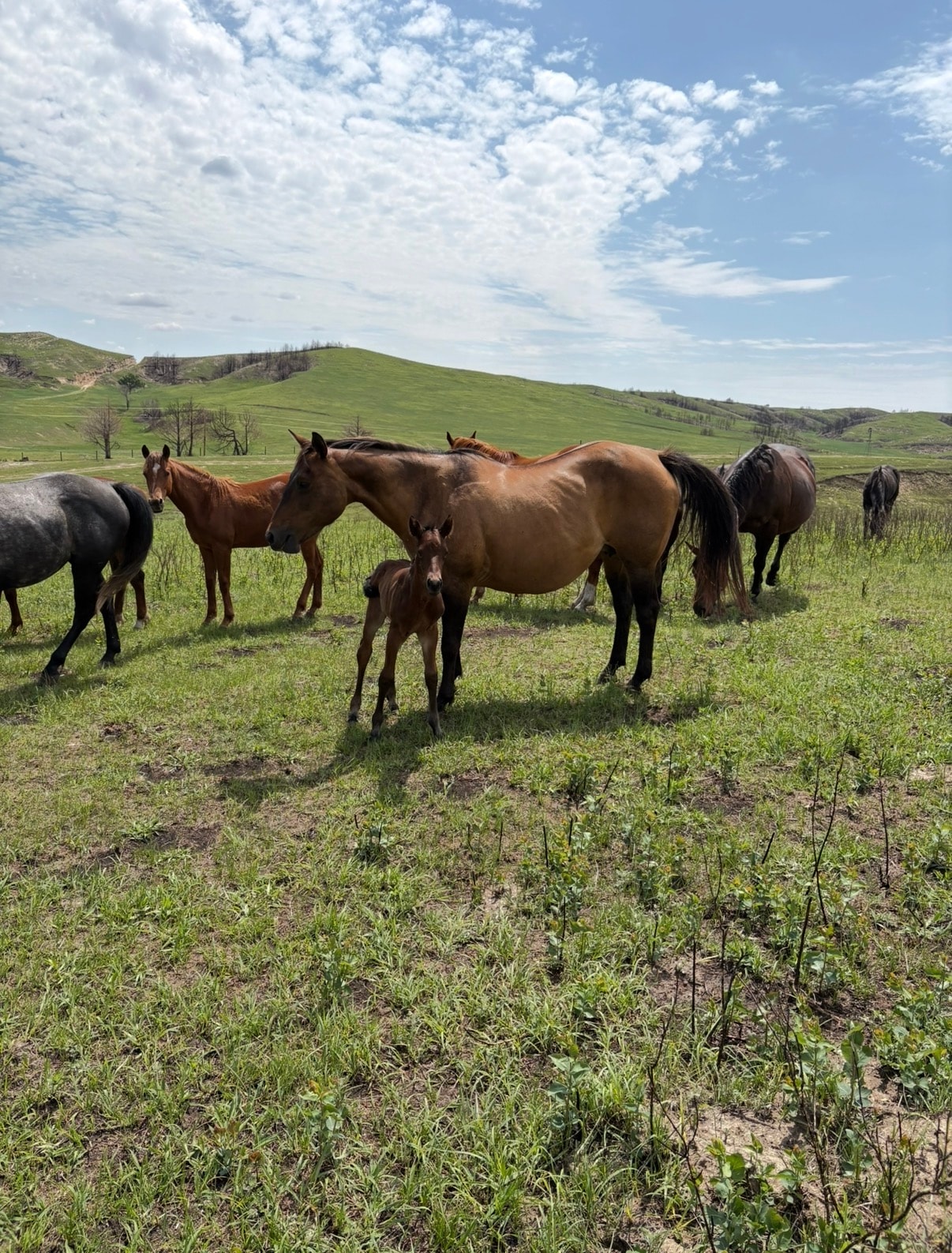 Box Canyon Ranch scenery