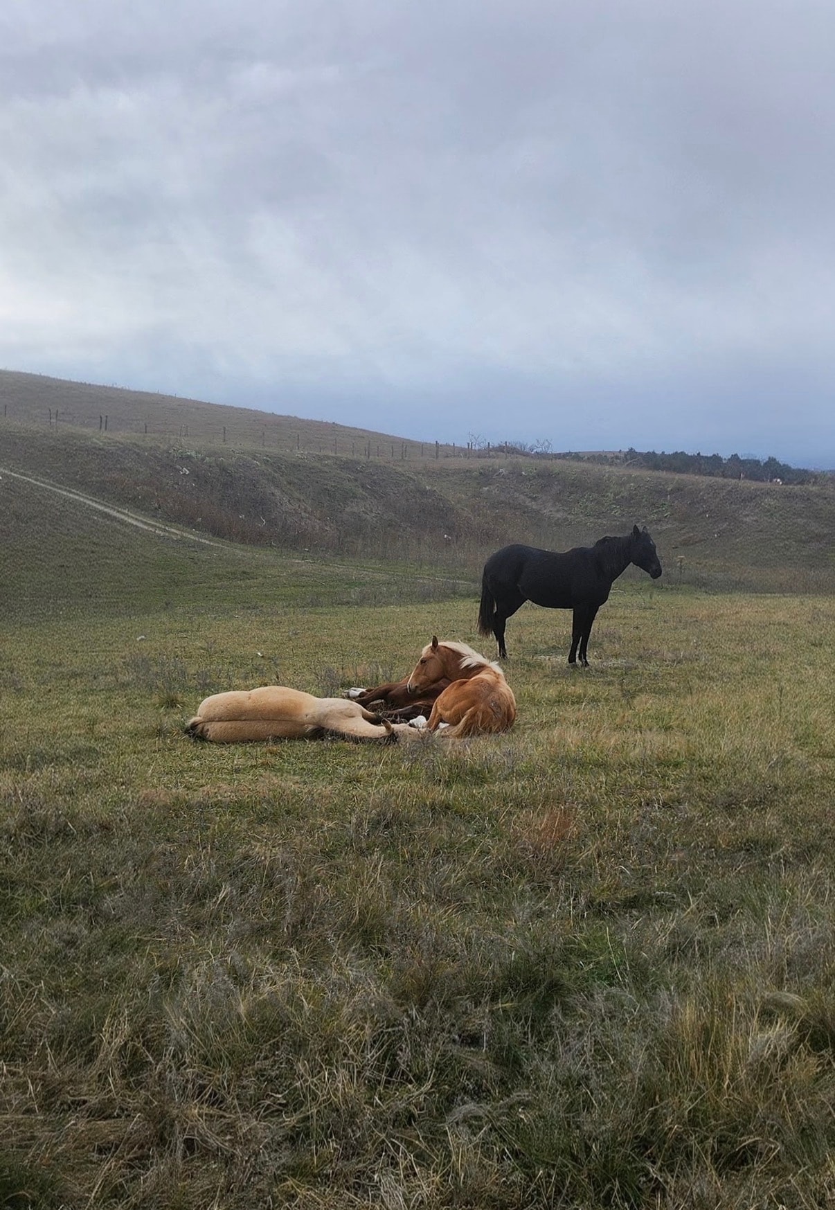 Horseback riding on the western trail