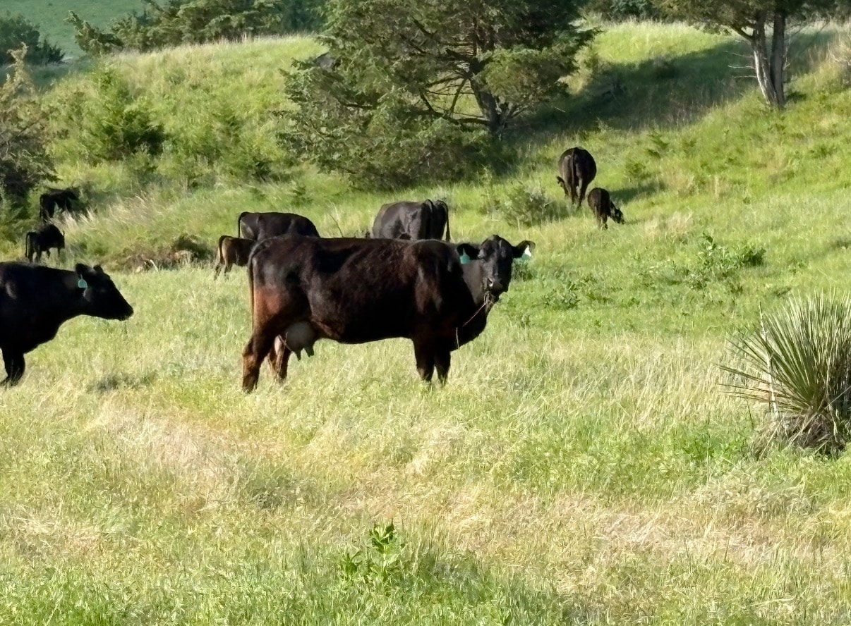 Box Canyon Ranch scenery